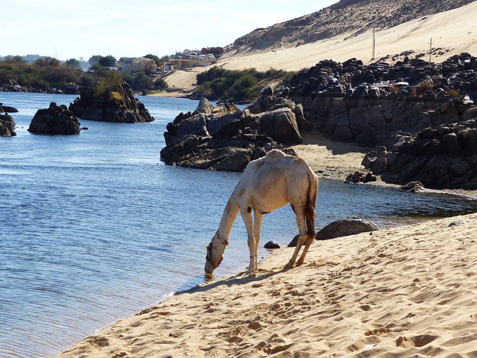 Camel drinking from the Nile