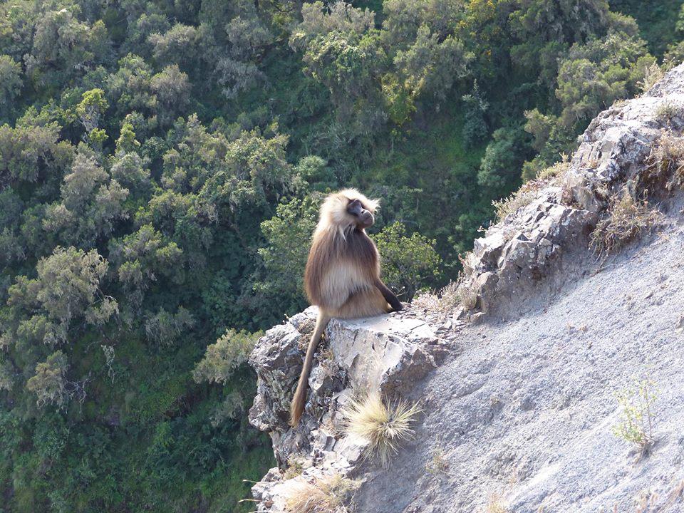 Baboon in Simien National Park