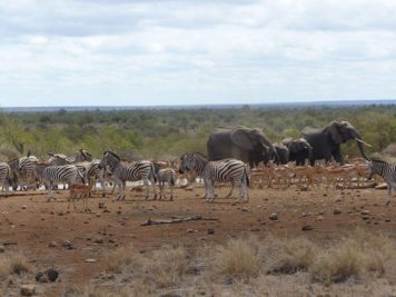 Self-drive safari in Kruger Park, South Africa
