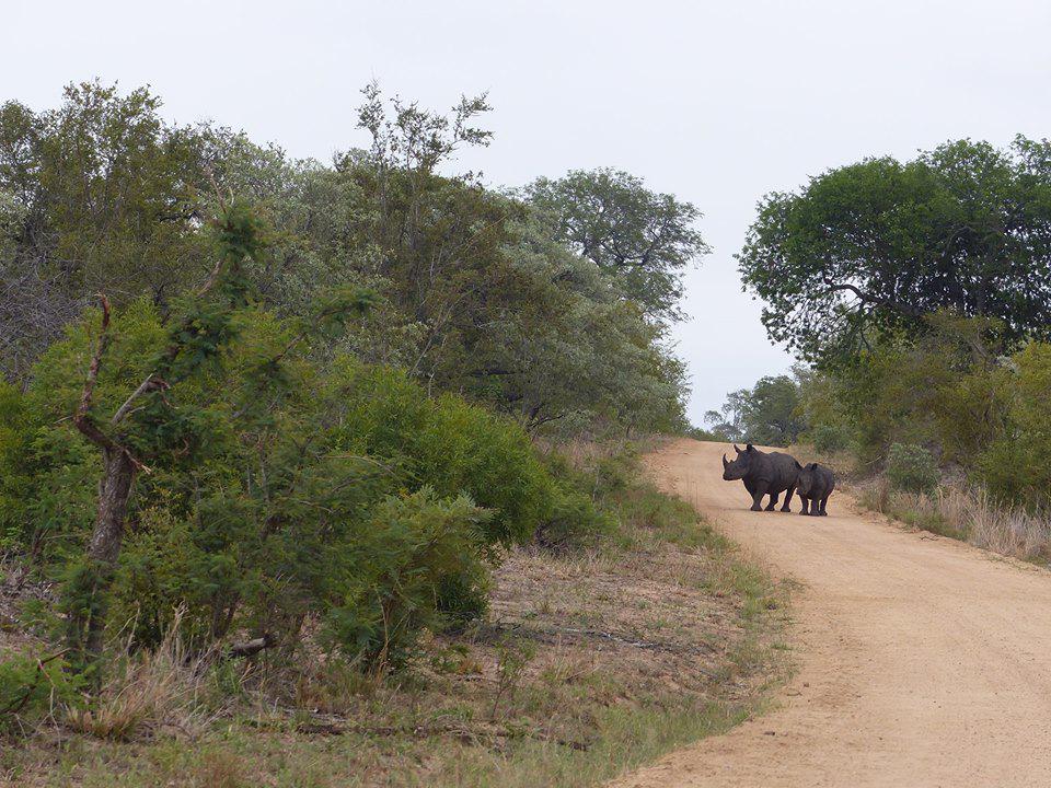 Kruger National Park - Self Driving