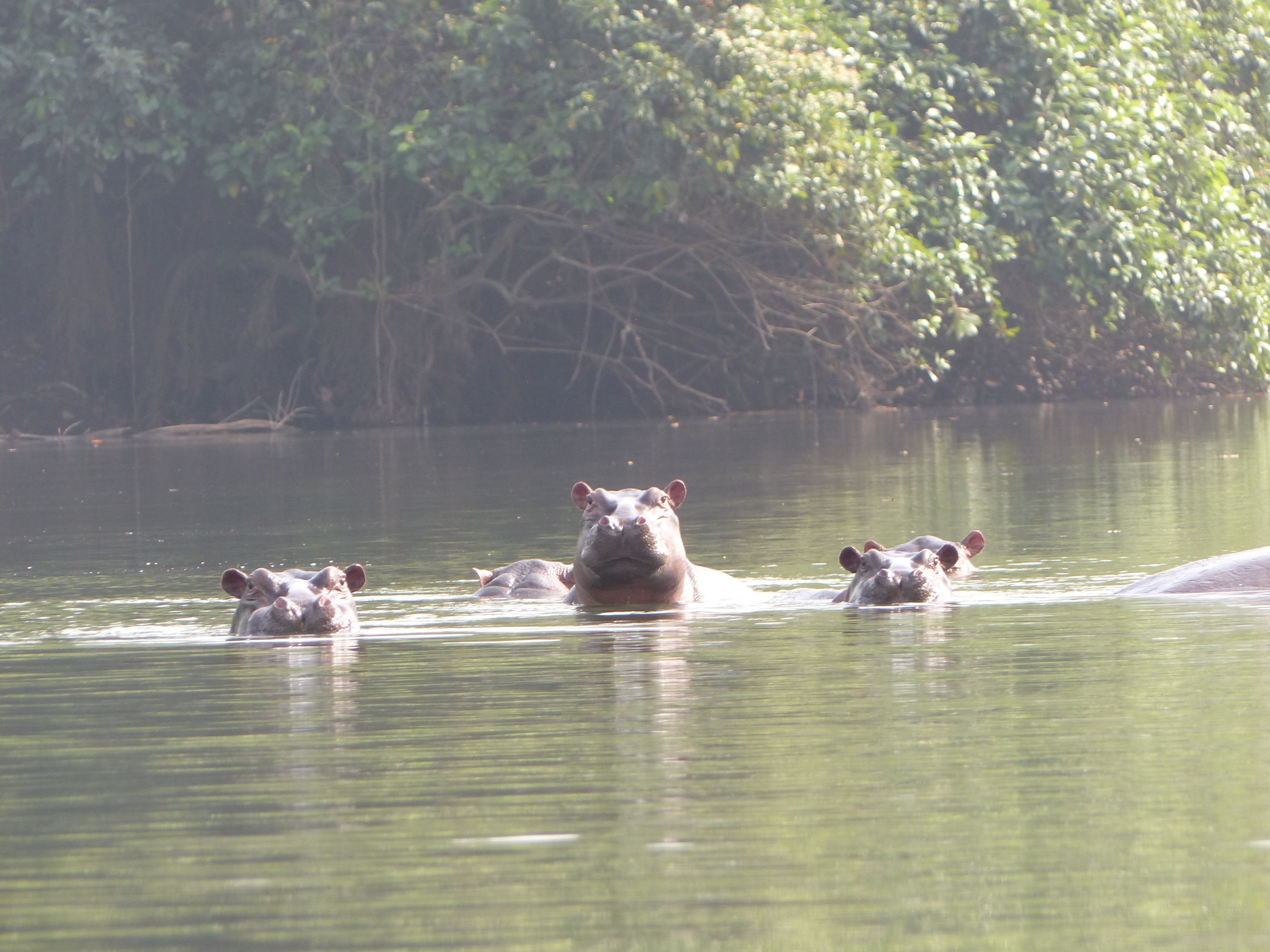 Outamba-Kilimi, Hippo spotting, Little Scarcies River
