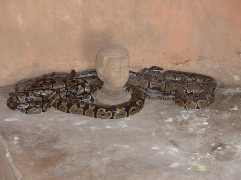 Pythons in the Python Voodoo temple, Ouidah, Benin. Voodoo Capital.