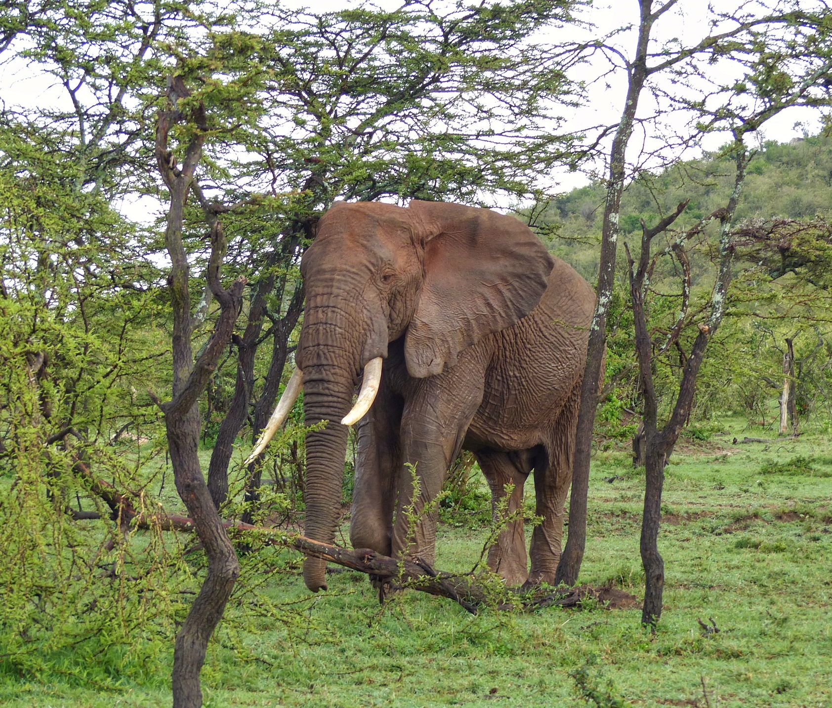 Masai Mara, safari, Ol Kinyei Reserve