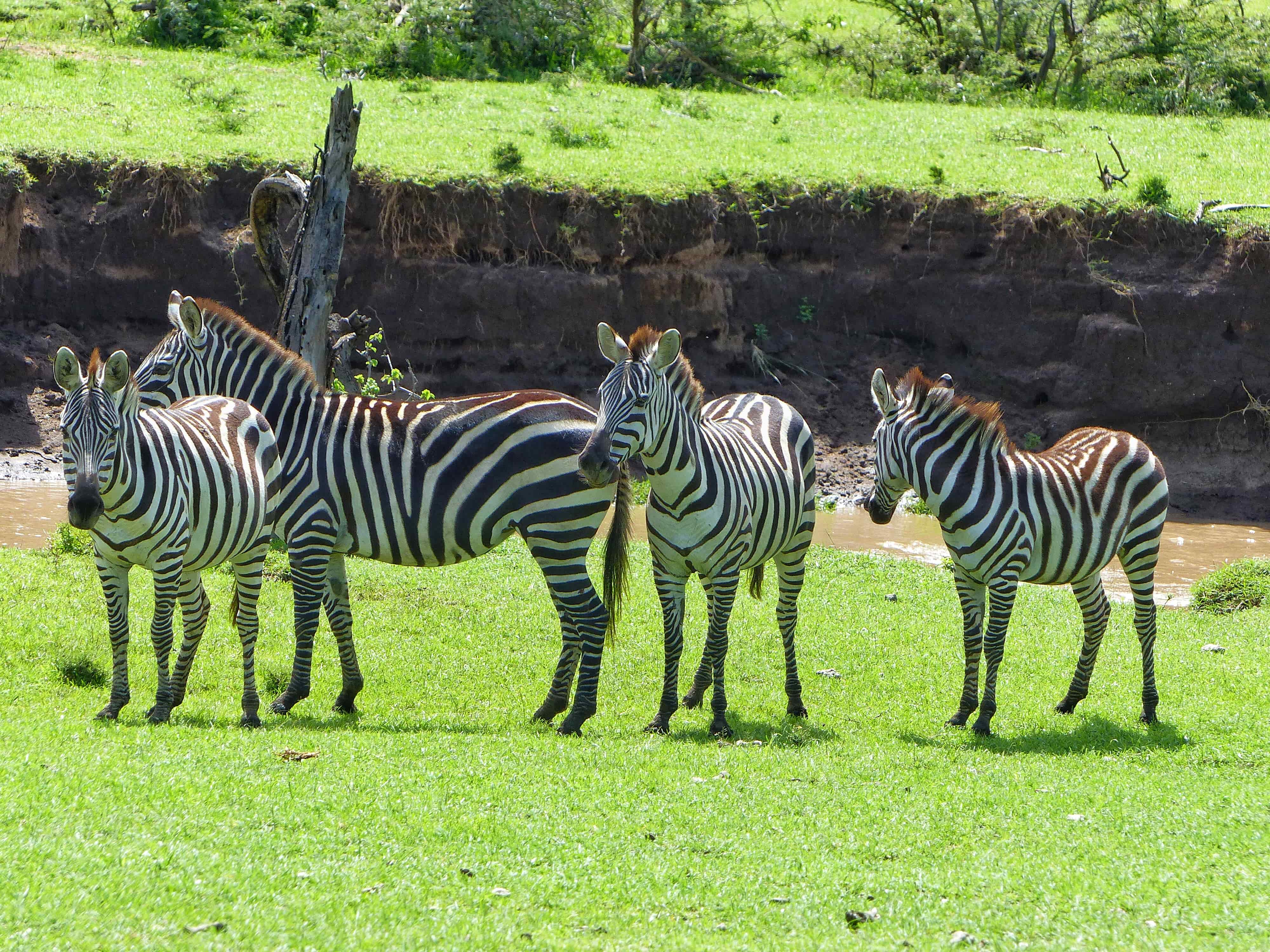 Masai Mara, Safari, Ol Kinyei Reserve