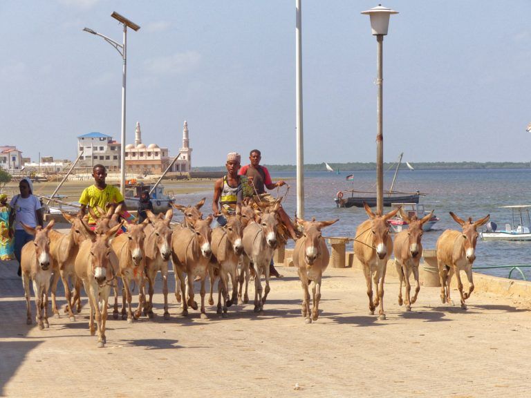 Donkeys on the waterfront on Lamu, Lamu Archipelago