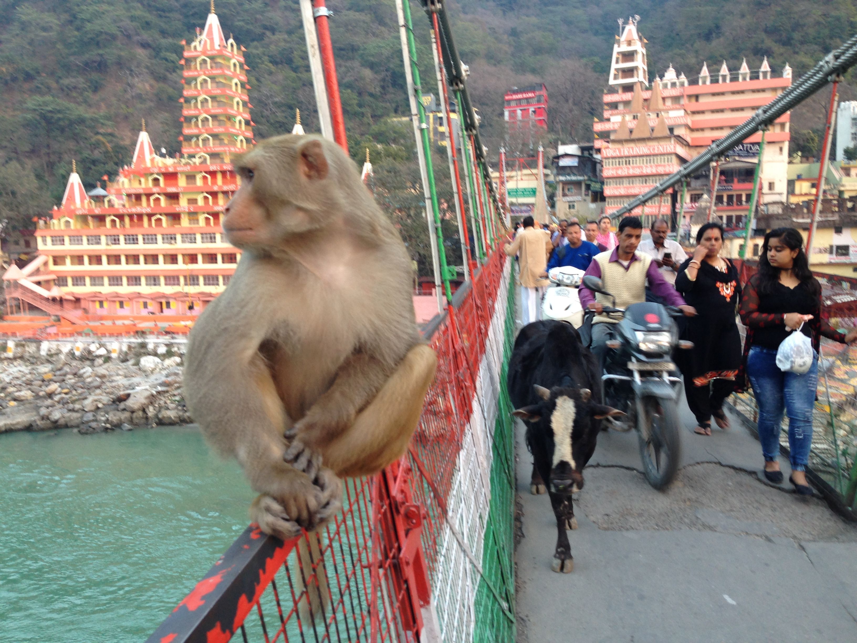 Rishikesh, Lakshman Jhula