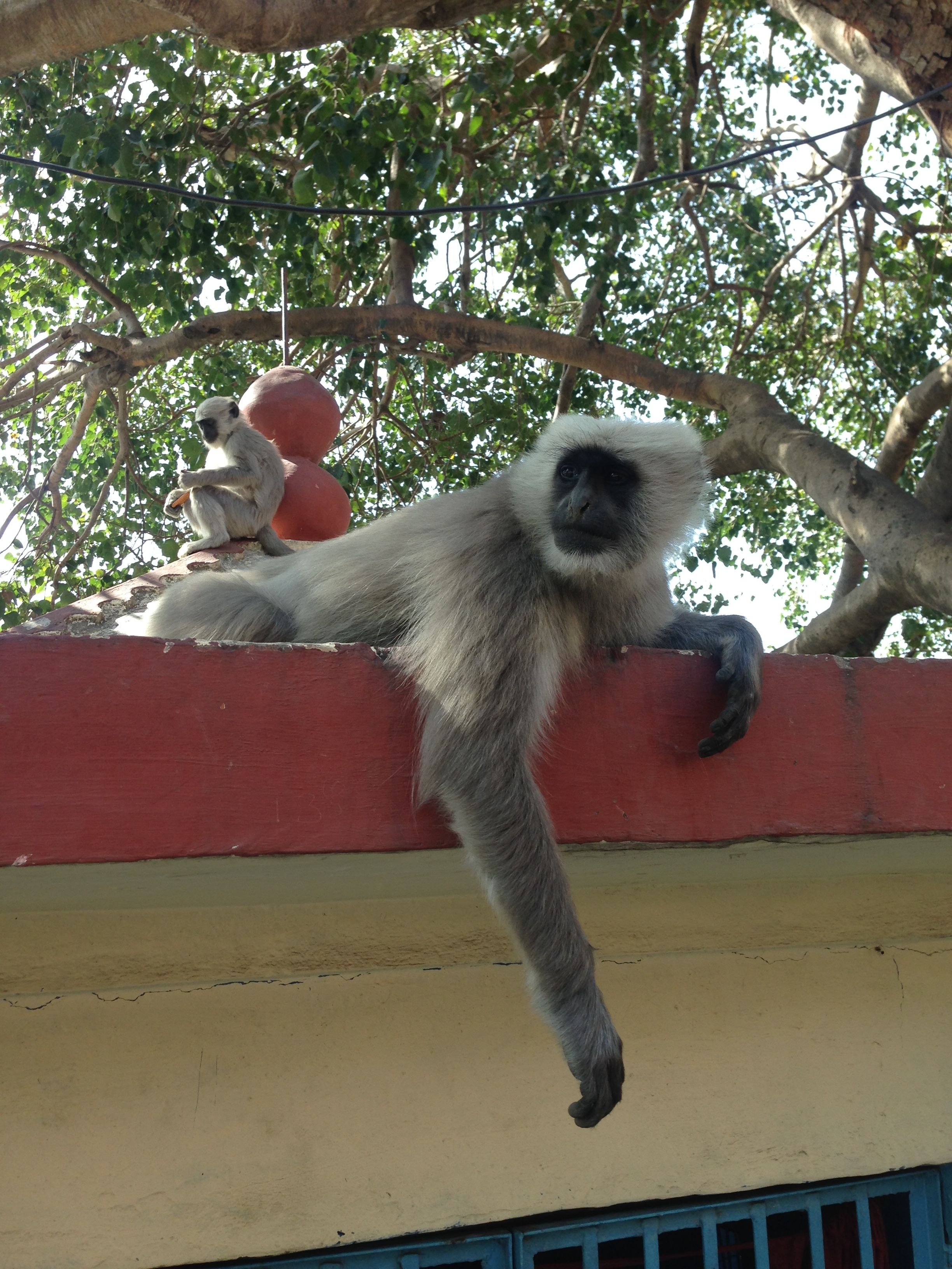 Monkeys in Rishikesh