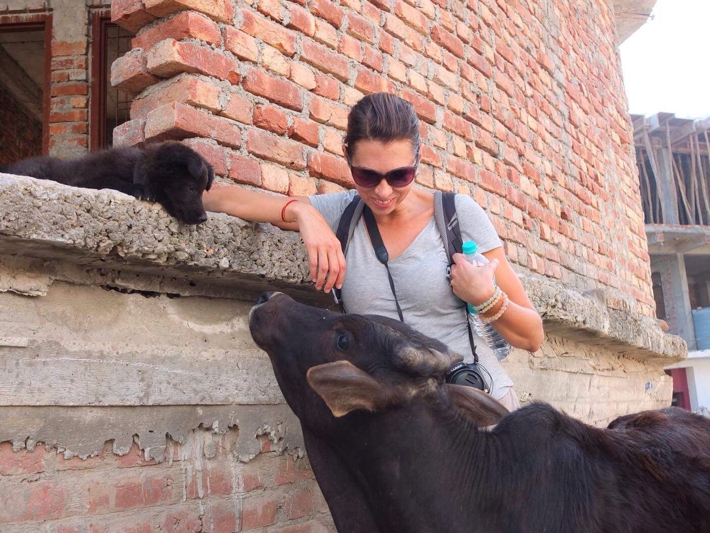 Cows in Rishikesh