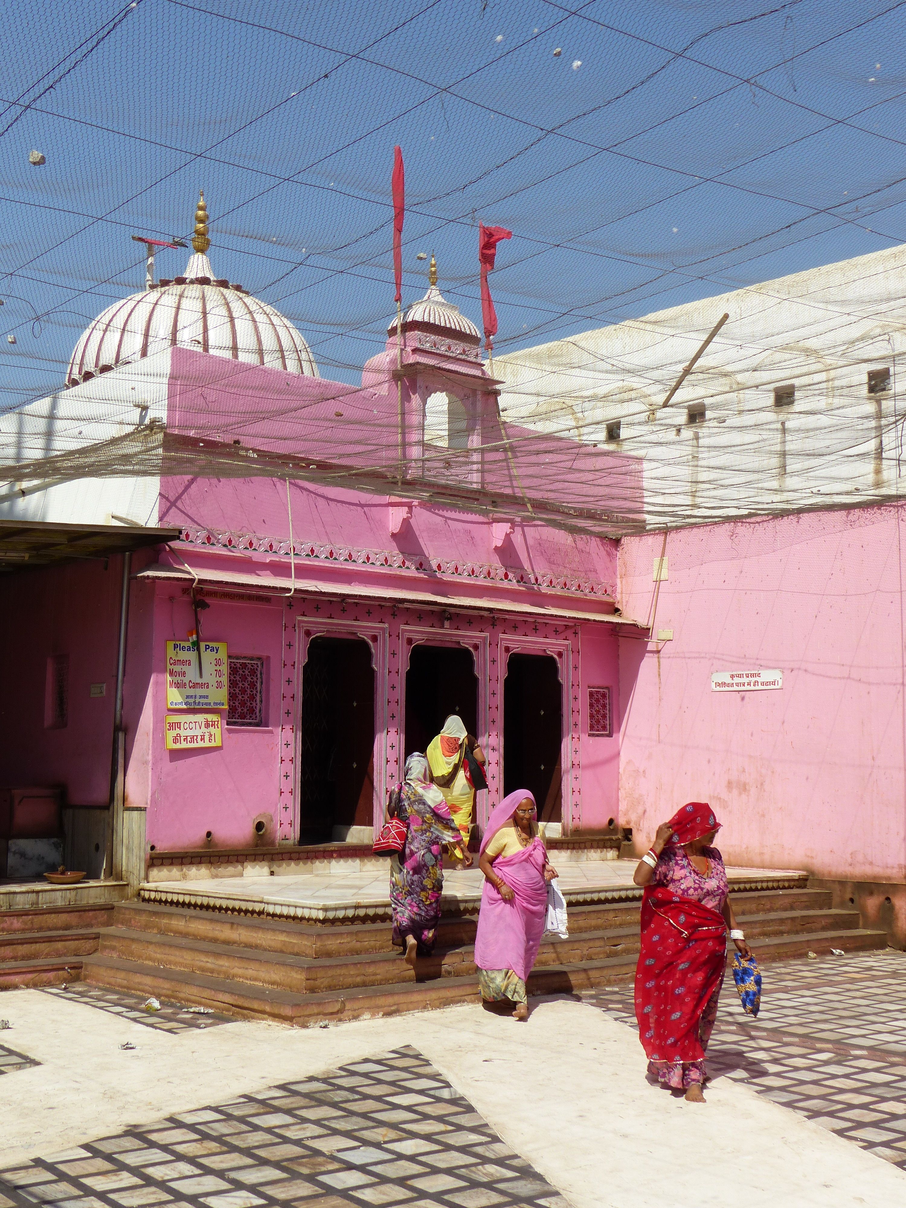 Near Bikaner, Karni Mata Rat Temple