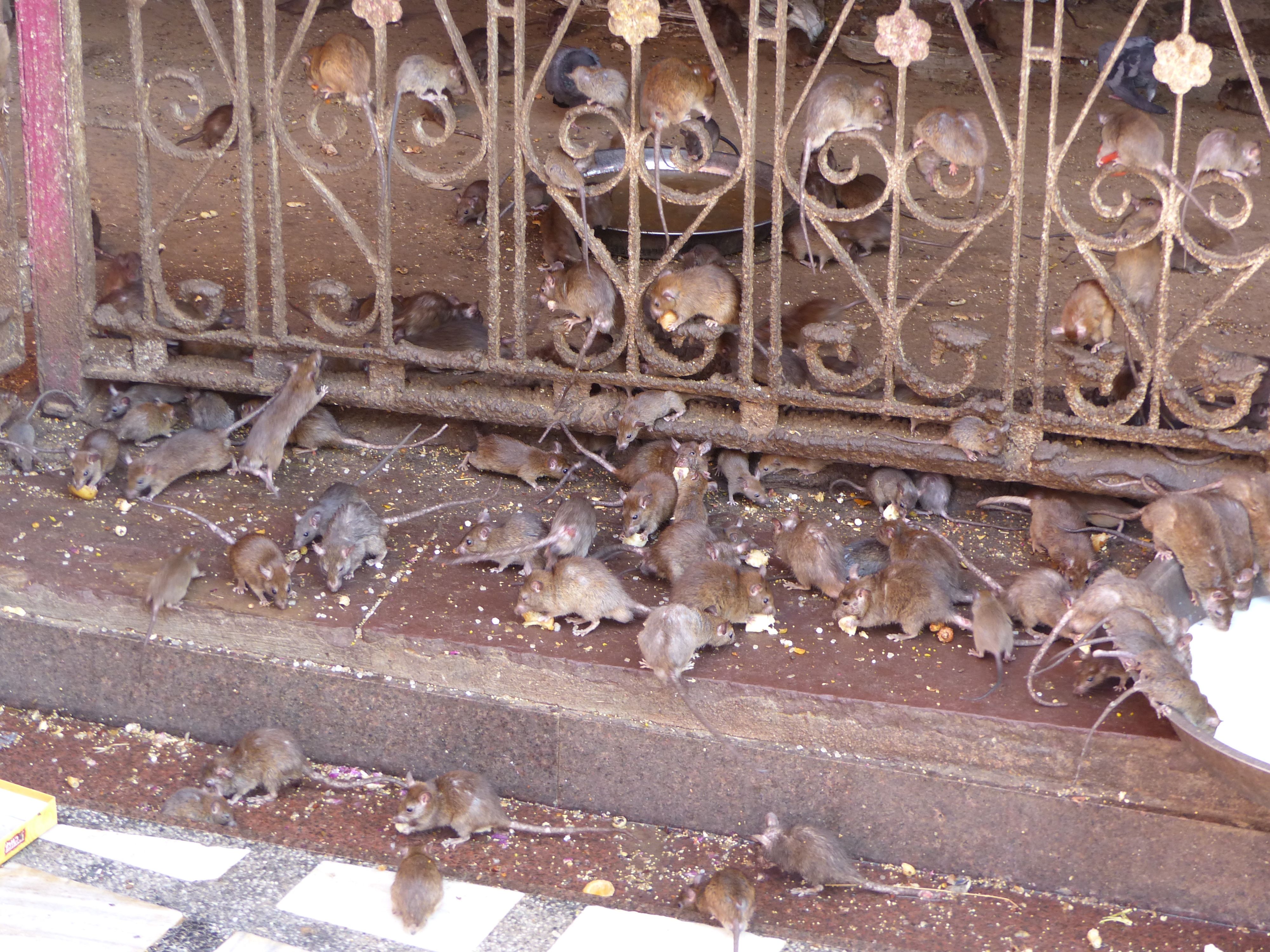 Near Bikaner, Karni Mata Rat Temple