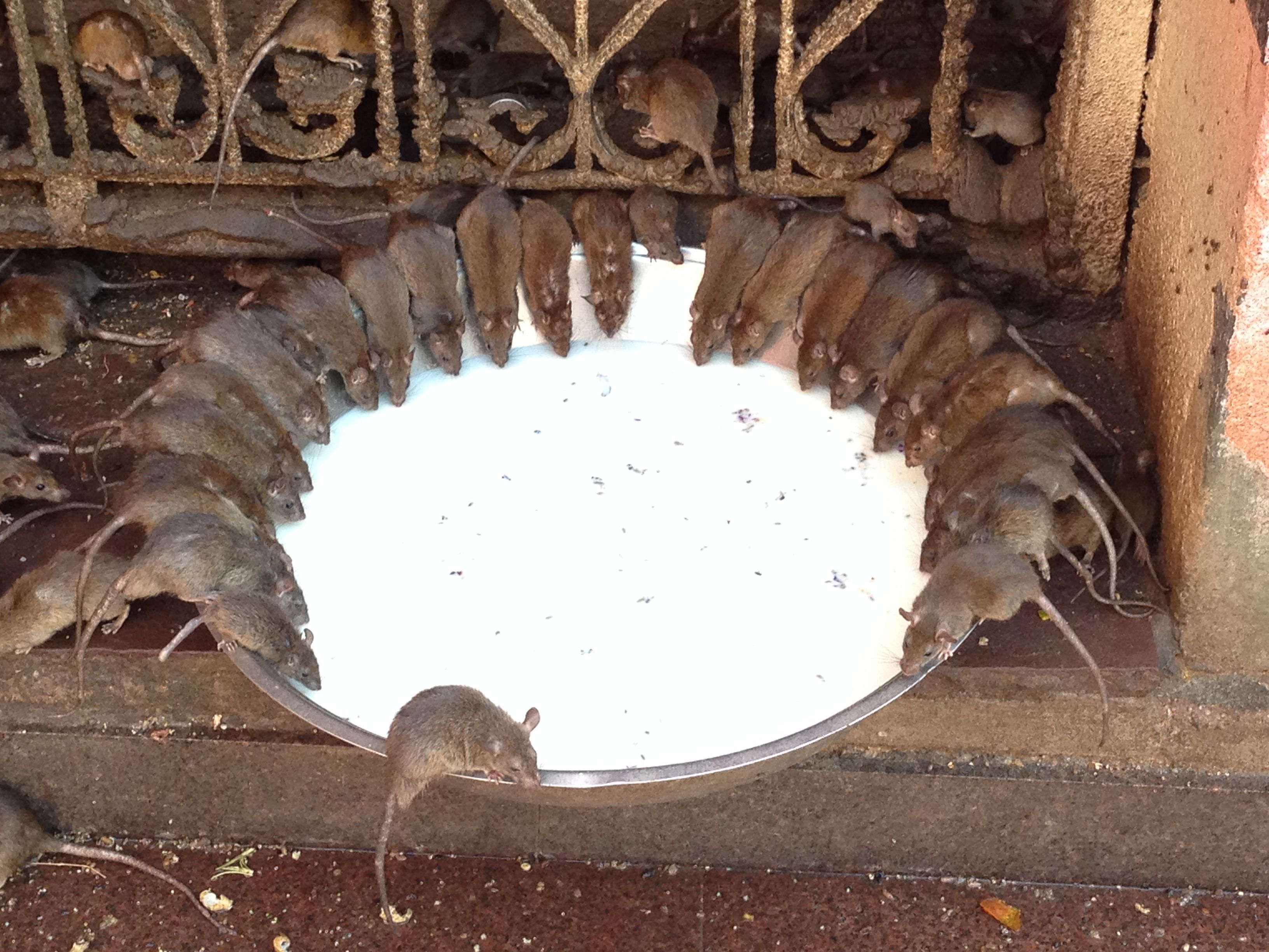 Near Bikaner, Karni Mata Rat Temple