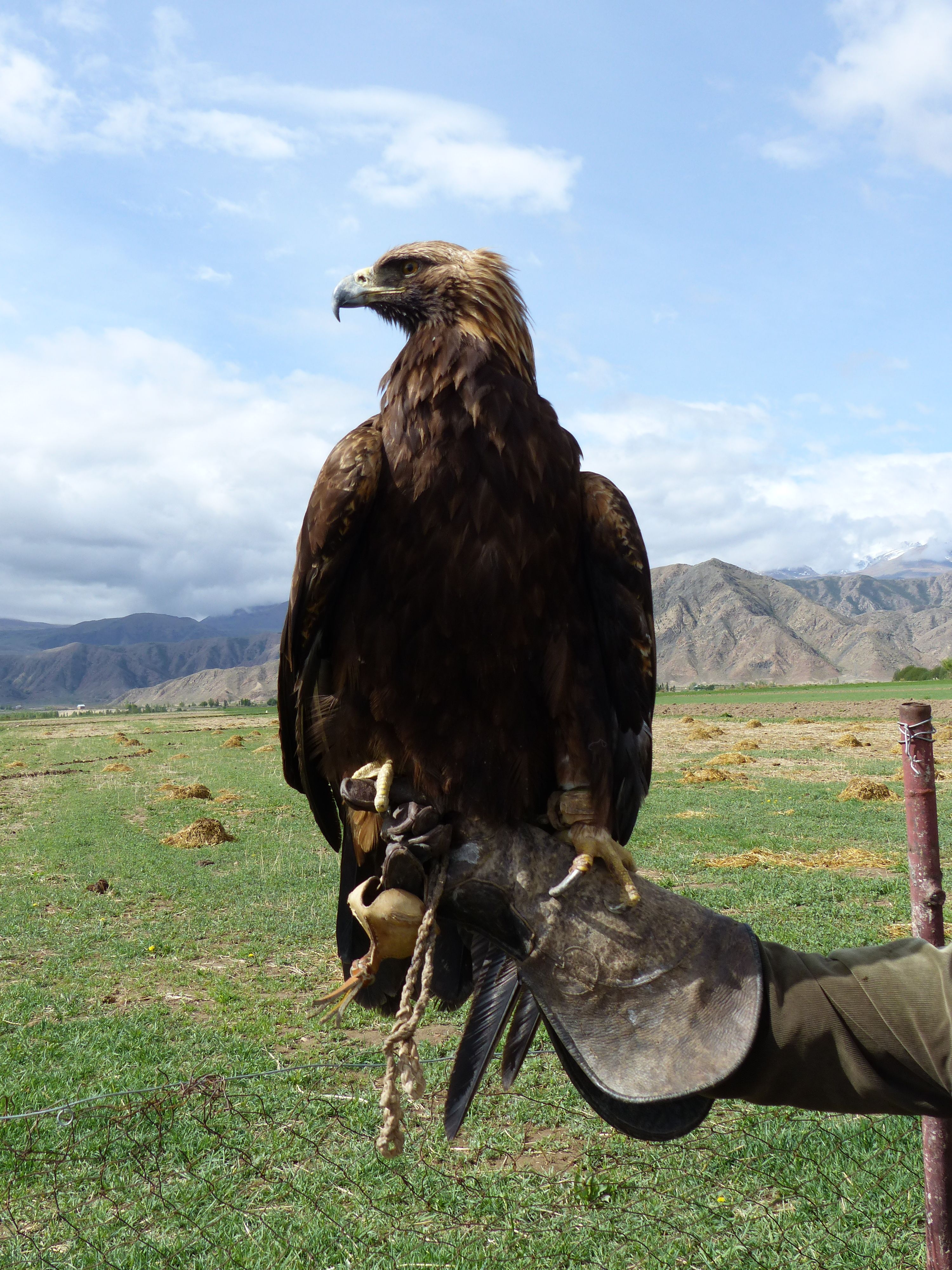 Tumara the eagle