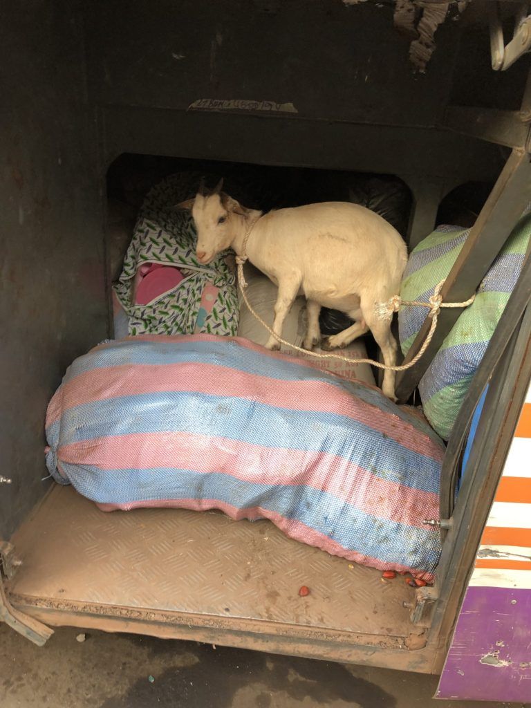 Goat passenger in the luggage compartment