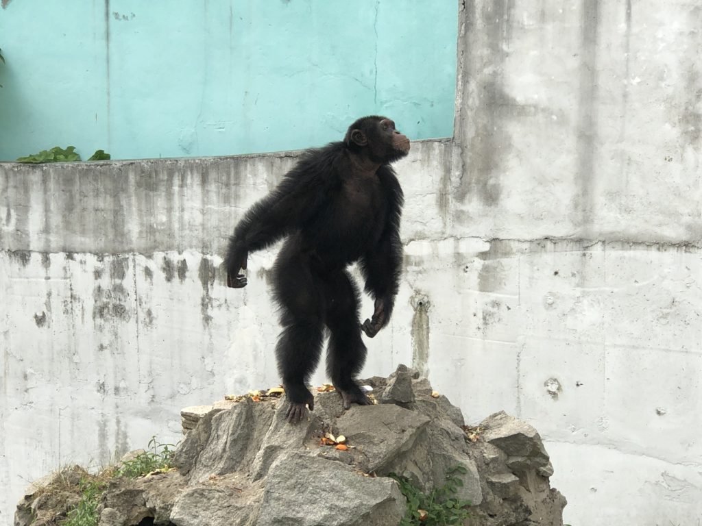 Chimp in Abidjan Zoo