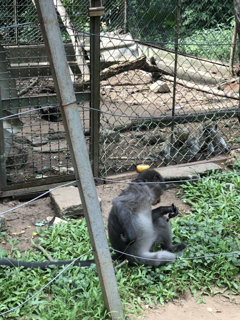 Monkey at the Zoo