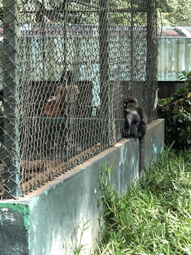 Monkey at the Zoo