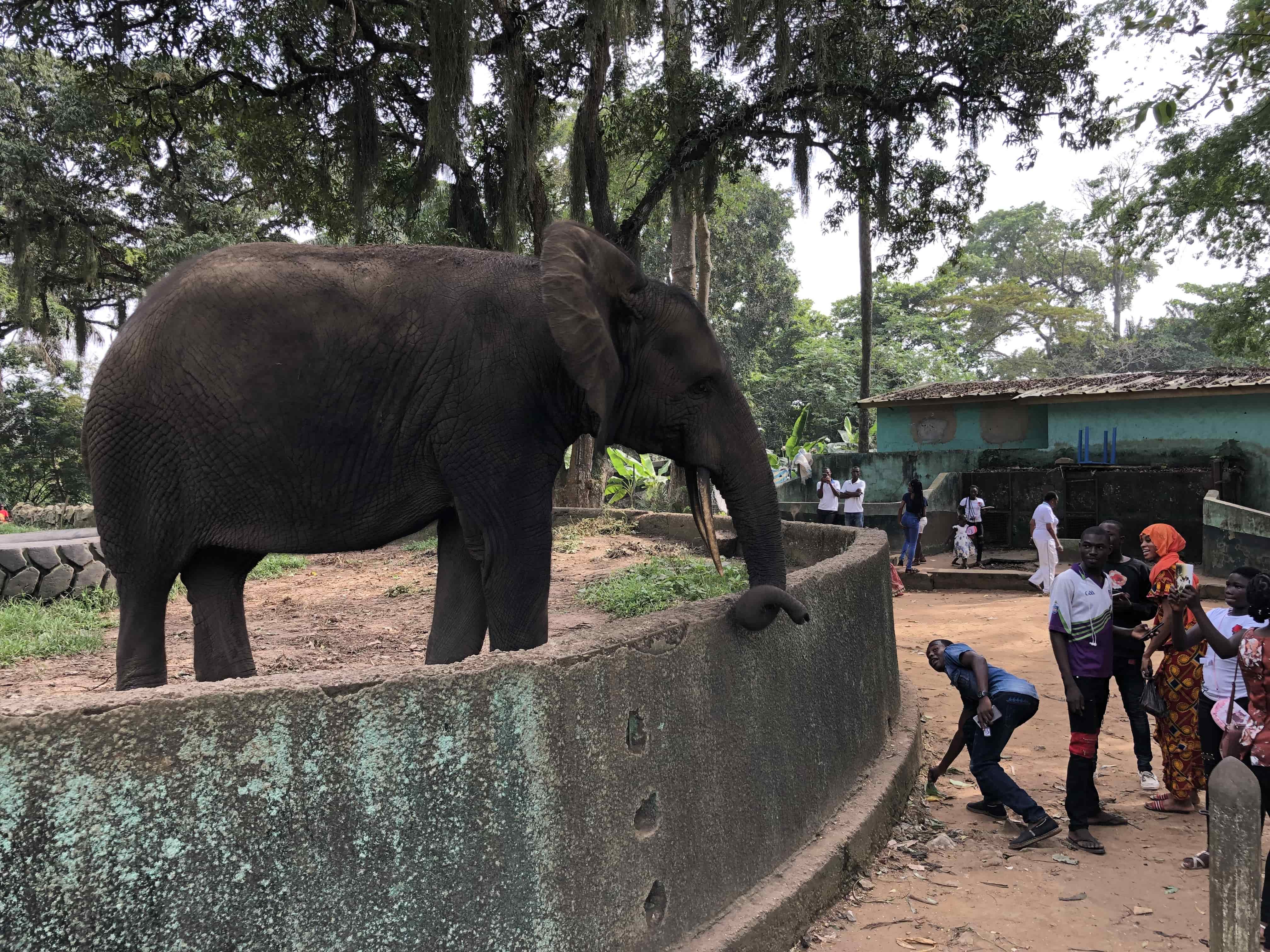 Elephant enclosure, Abidjan Zoo