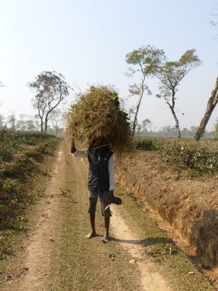 Tea plantations around Srimangal