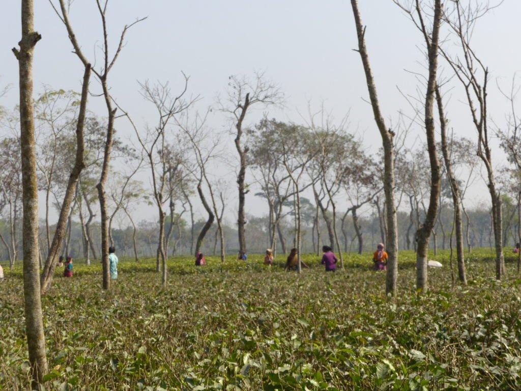 Tea plantations around Srimangal