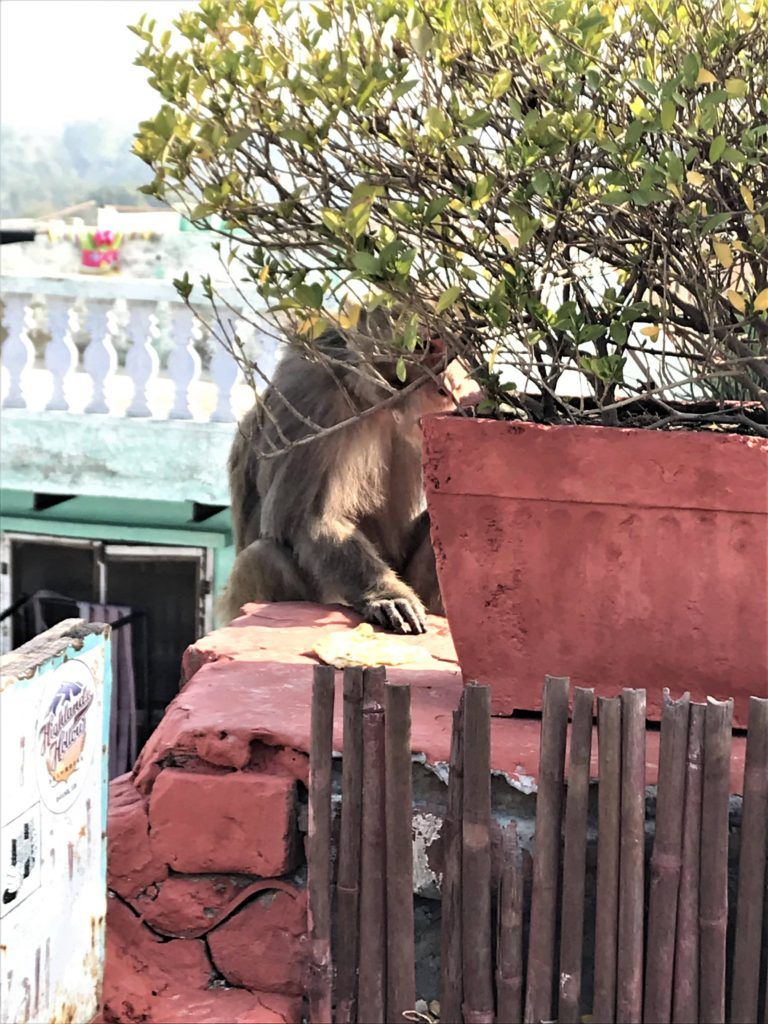 A monkey eating Goof's breakfast