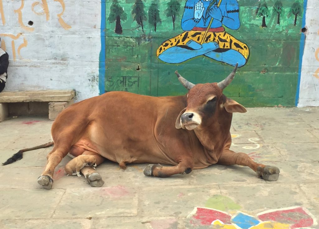Animals on the ghats - notice the puppy on the cow's leg