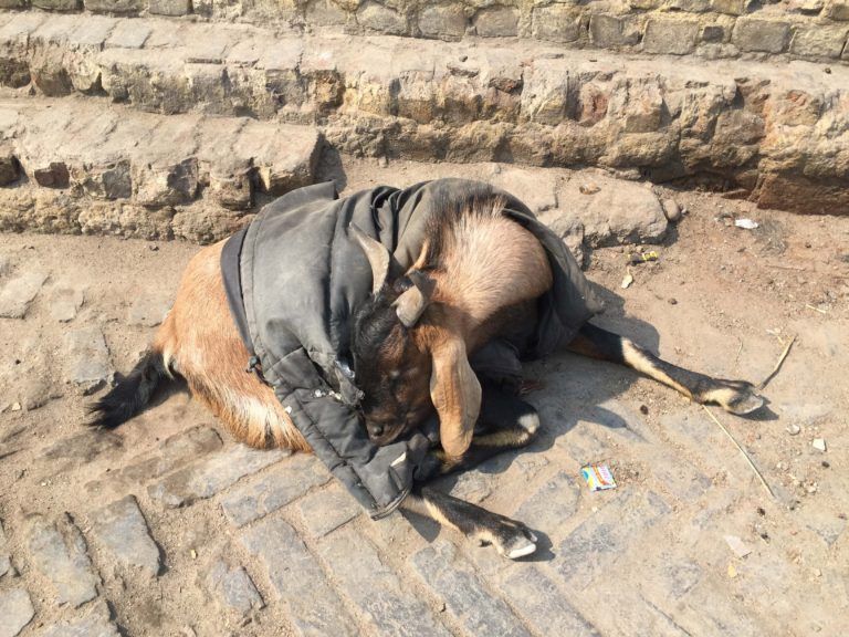 Goats in Clothes, on the ghats, Varanasi, India
