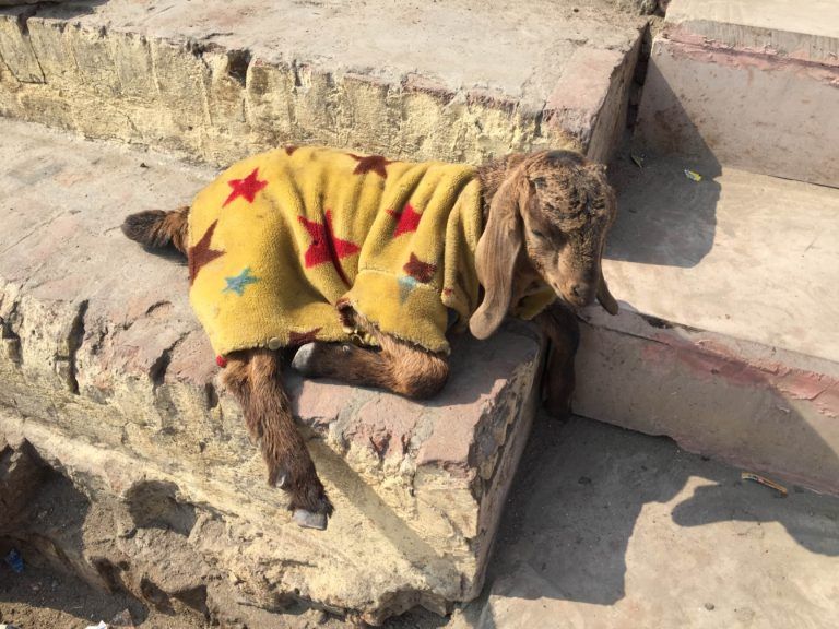 Goats in Clothes, on the ghats, Varanasi, India