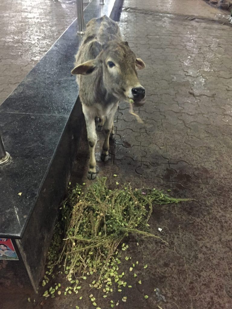 A calf inside the temple