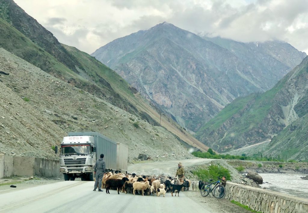 Typical traffic - livestock and big trucks