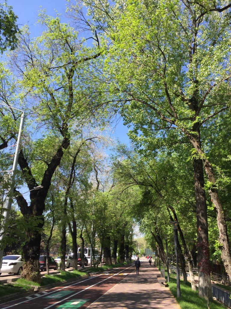 Pretty green street in Almaty
