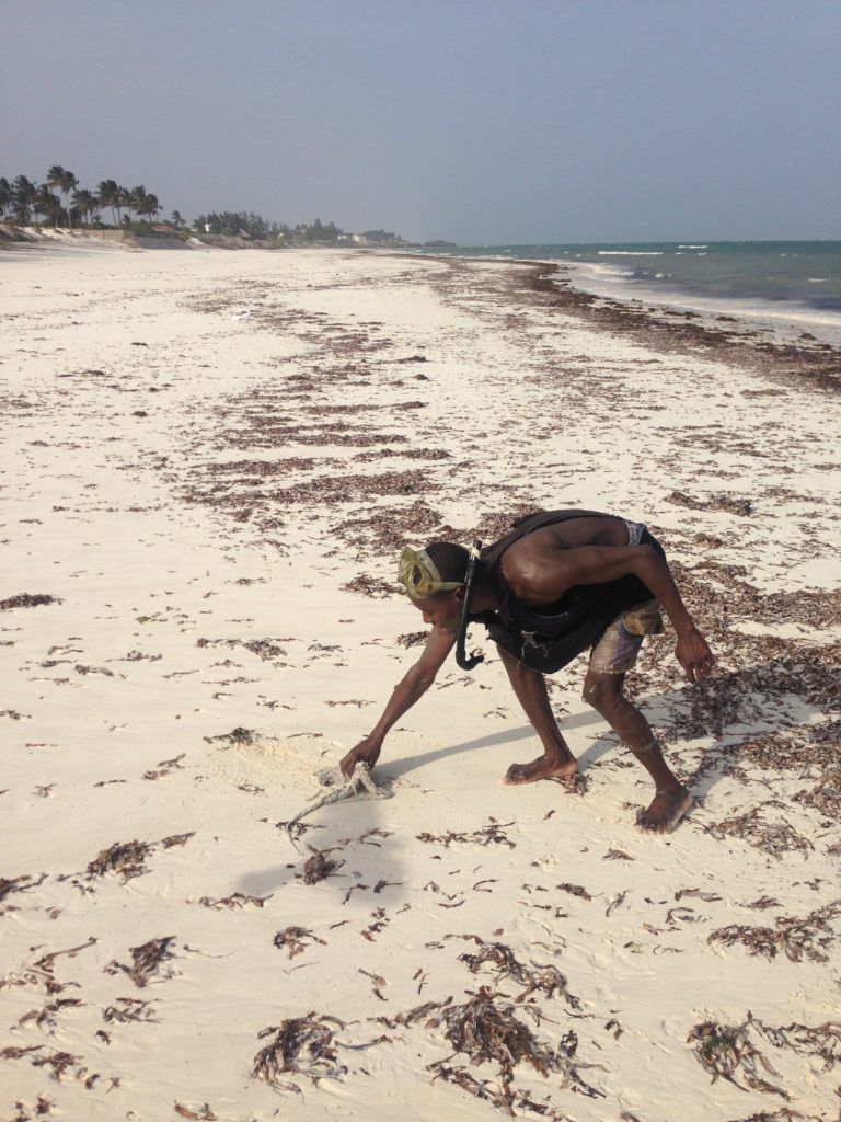 How to tenderise an octopus. Fisherman on the beach. Bofa Beach, near Kilifi, Kenyan coast.