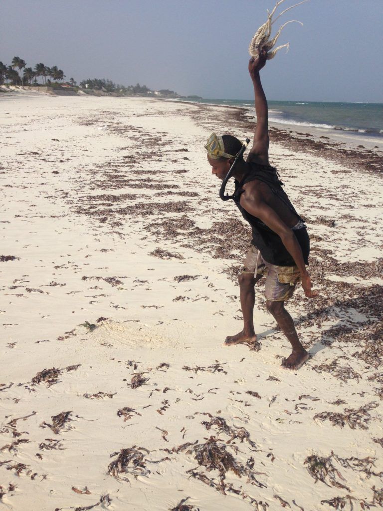 How to tenderise an octopus. Fisherman on the beach. Bofa Beach, near Kilifi, Kenyan coast.