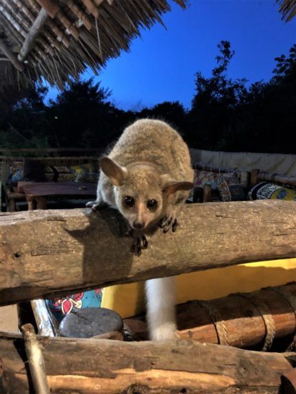 Bushbabies turning up at the bar, for dinner