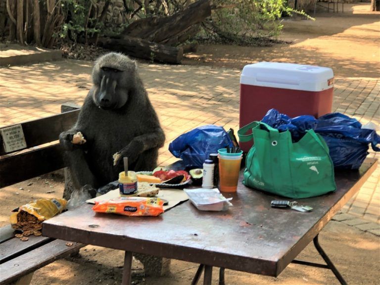...for us, anyway, the baboon seemed satisfied