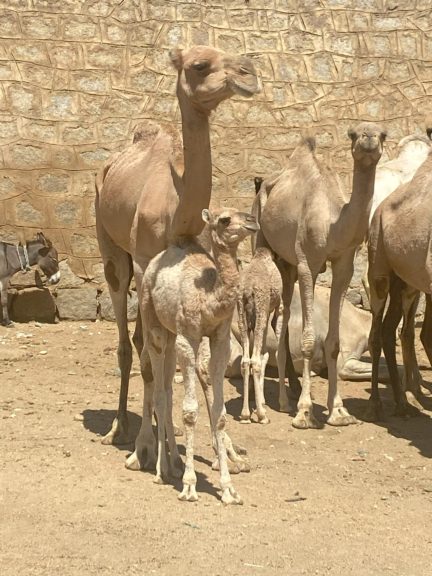 Camel and livestock market in Keren, Eritrea