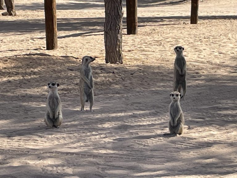 Meerkats on high alert in the campsite