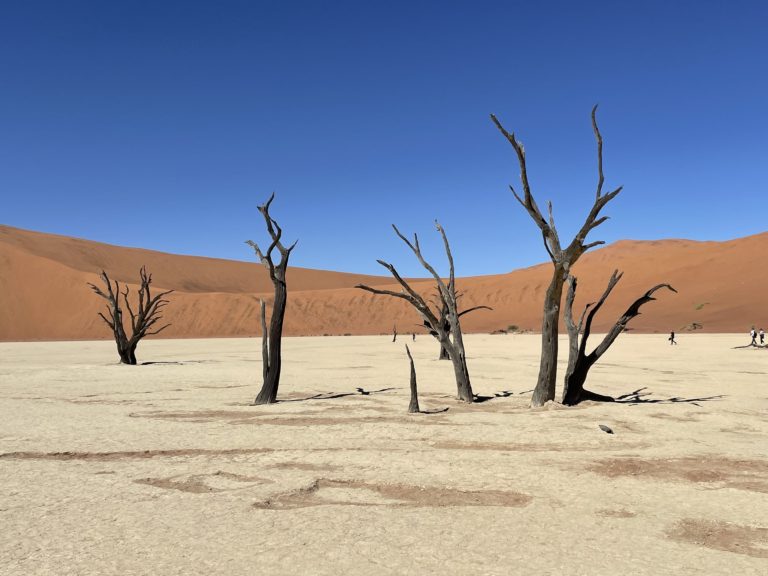 Dead, blackened camel thorn trees in Deadvlei, Namibia