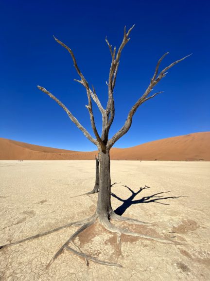 A dead, blackened camel thorn tree in Deadvlei, Namibia