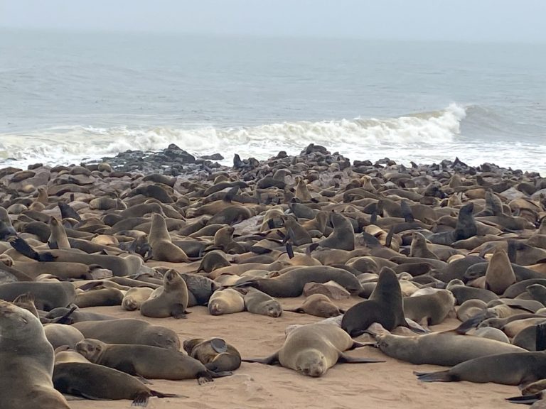 Hordes of seals thronging the shore at Cape Cross, Namibia