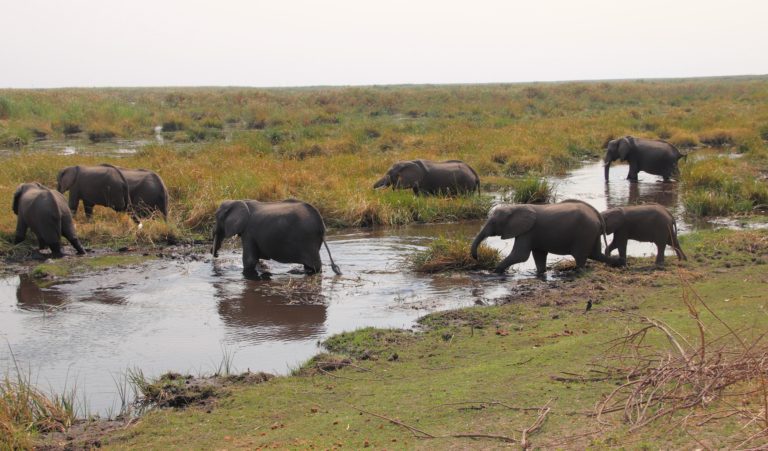 Elephants in the marsh, Linyanti campsite, Chobe, Botswana