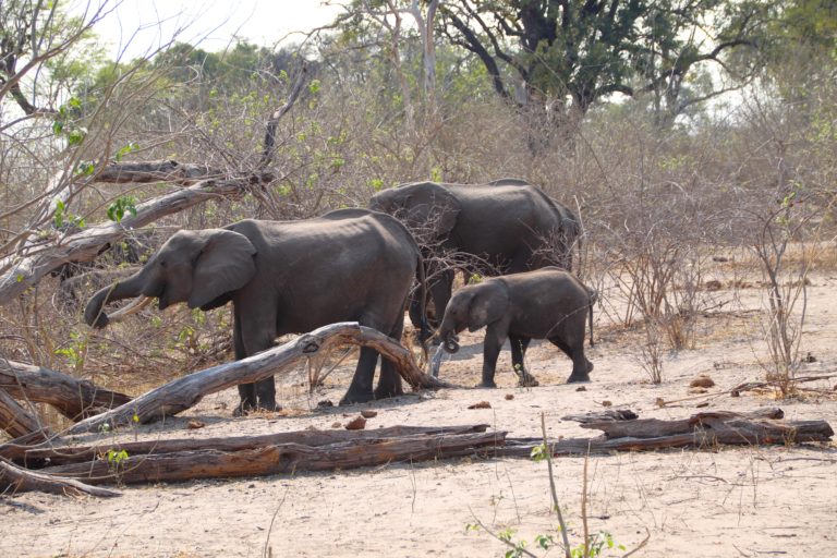 Elephants on their way to the water, Linyanti campsite, Chobe, Botswana