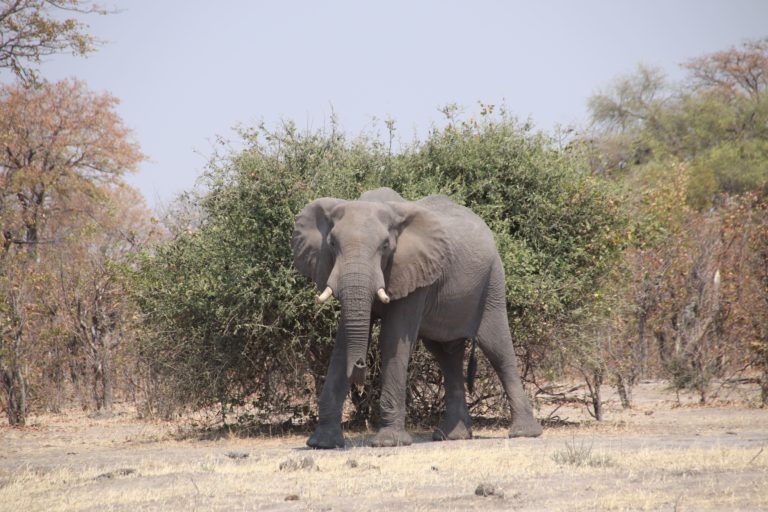 Botswana is elephant country