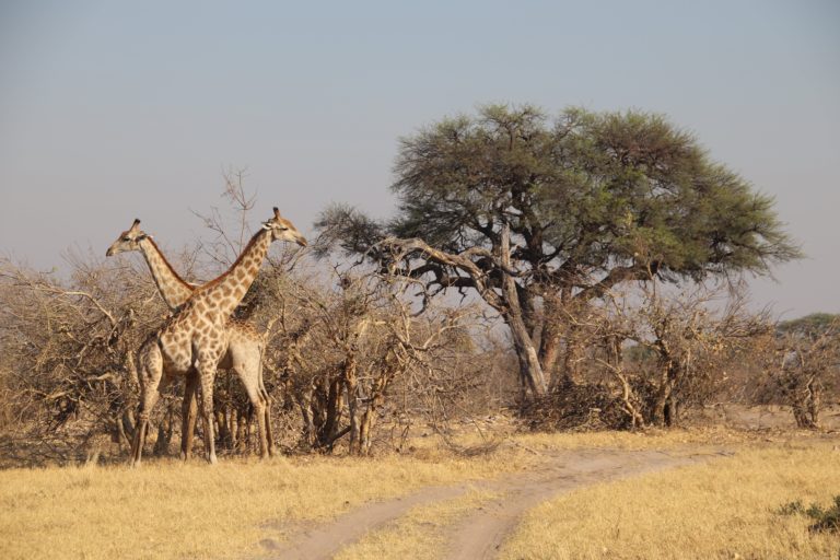 Giraffes grazing
