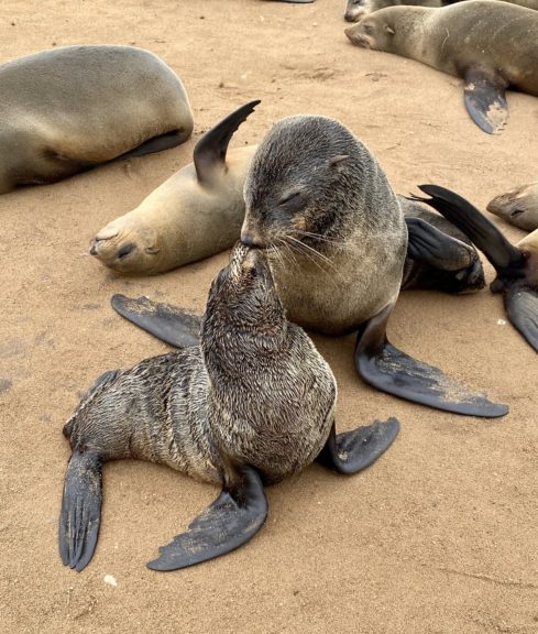 Cape Fur seals at the Cape Cross seal colony in Namibia