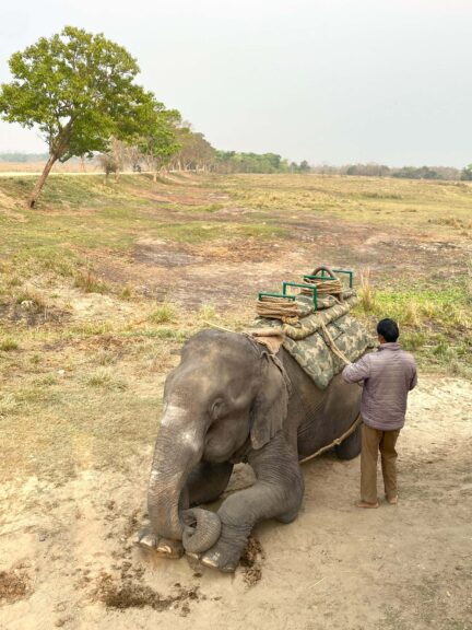 An elephant in Kaziranga getting harnessed up
