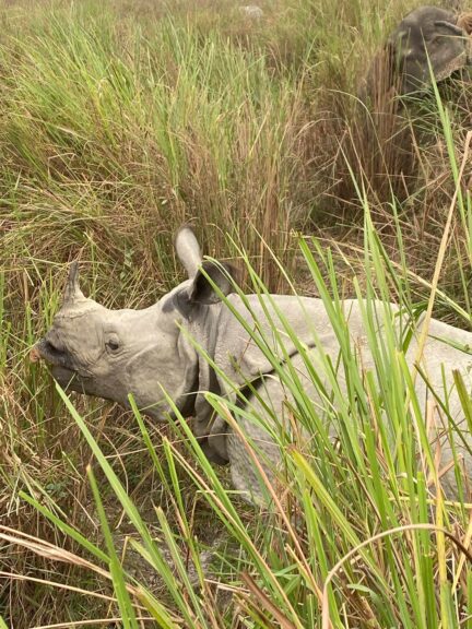 A one-horned rhino in Kaziranga