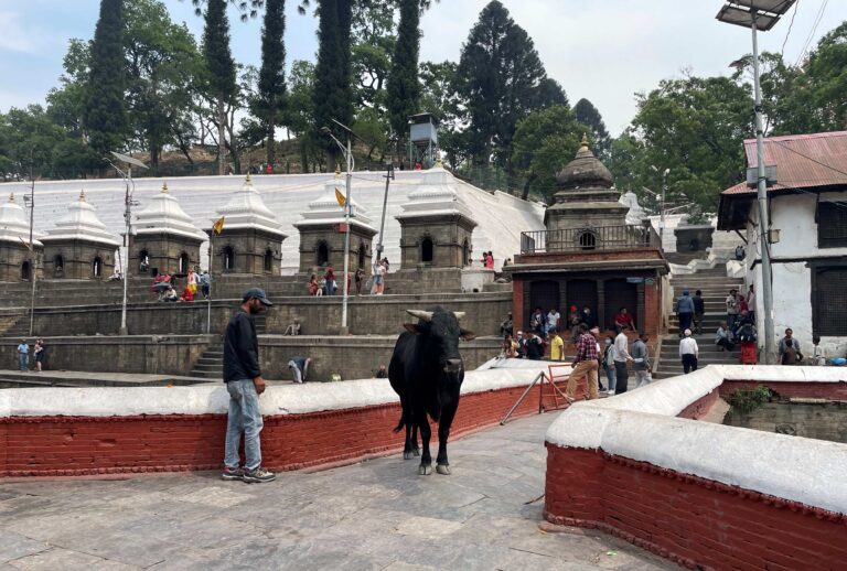 It wouldn't be a Hindu temple without some obstinate cows. And cow shit - I stepped right in some...