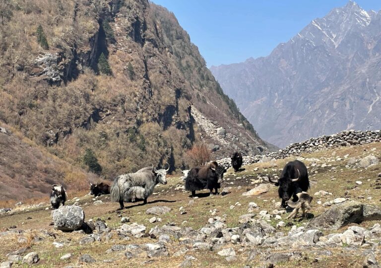 Grazing yaks