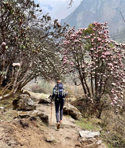 It was the right time of year for rhododendrons and they were in full bloom