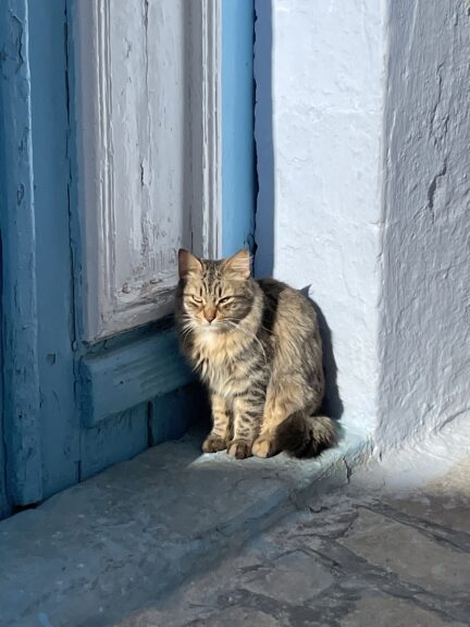 Kairouan cat tunisia